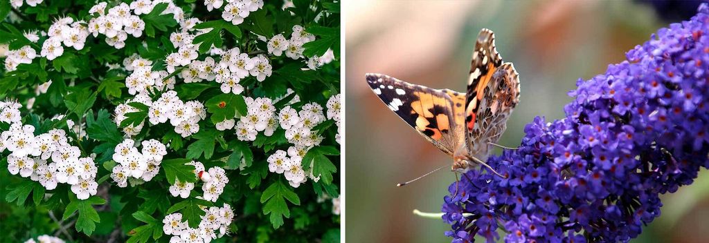 Insektenfreundliche Pflanzen Tipps für Garten und Balkon VIVANNO