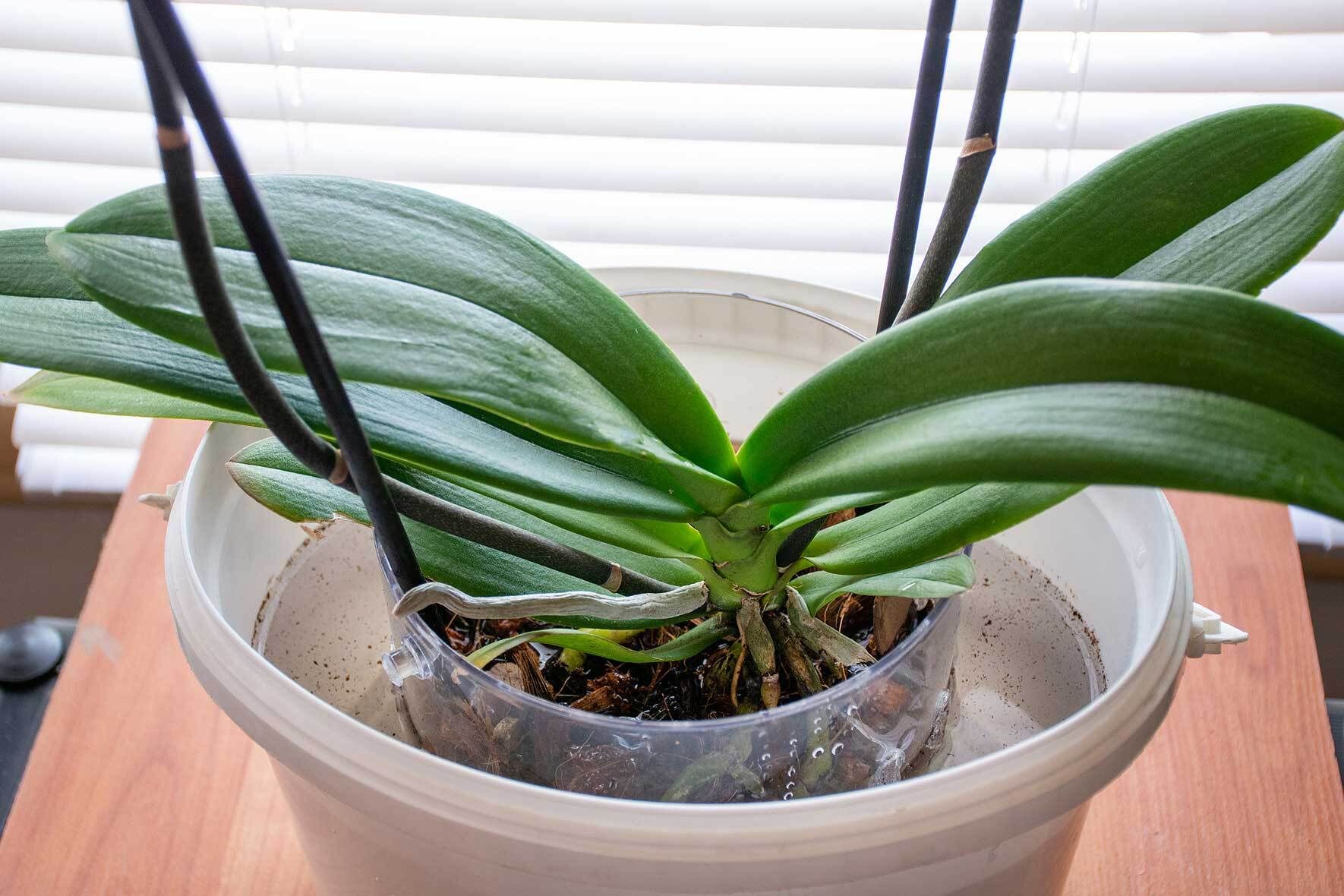 Orchideen pflegen: So geht's | VIVANNO