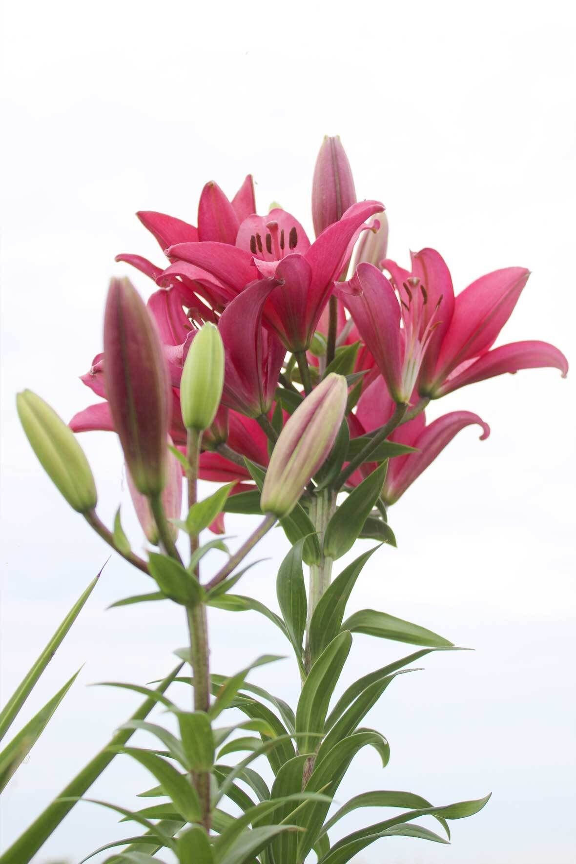 Lilien in Topf und Kbel: pflanzen, pflegen, berwintern | VIVANNO