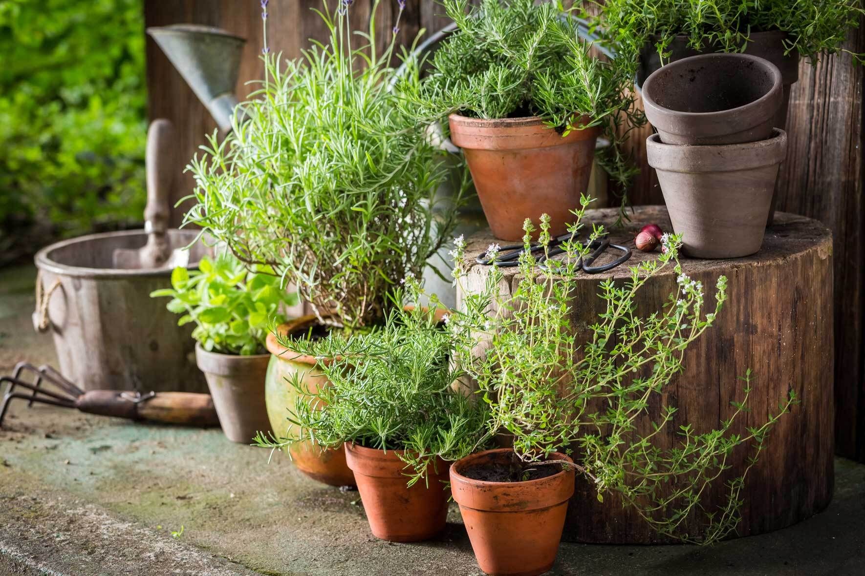 Mediterrane Kruter im Topf: Oregano, Rosmarin & Co. | VIVANNO