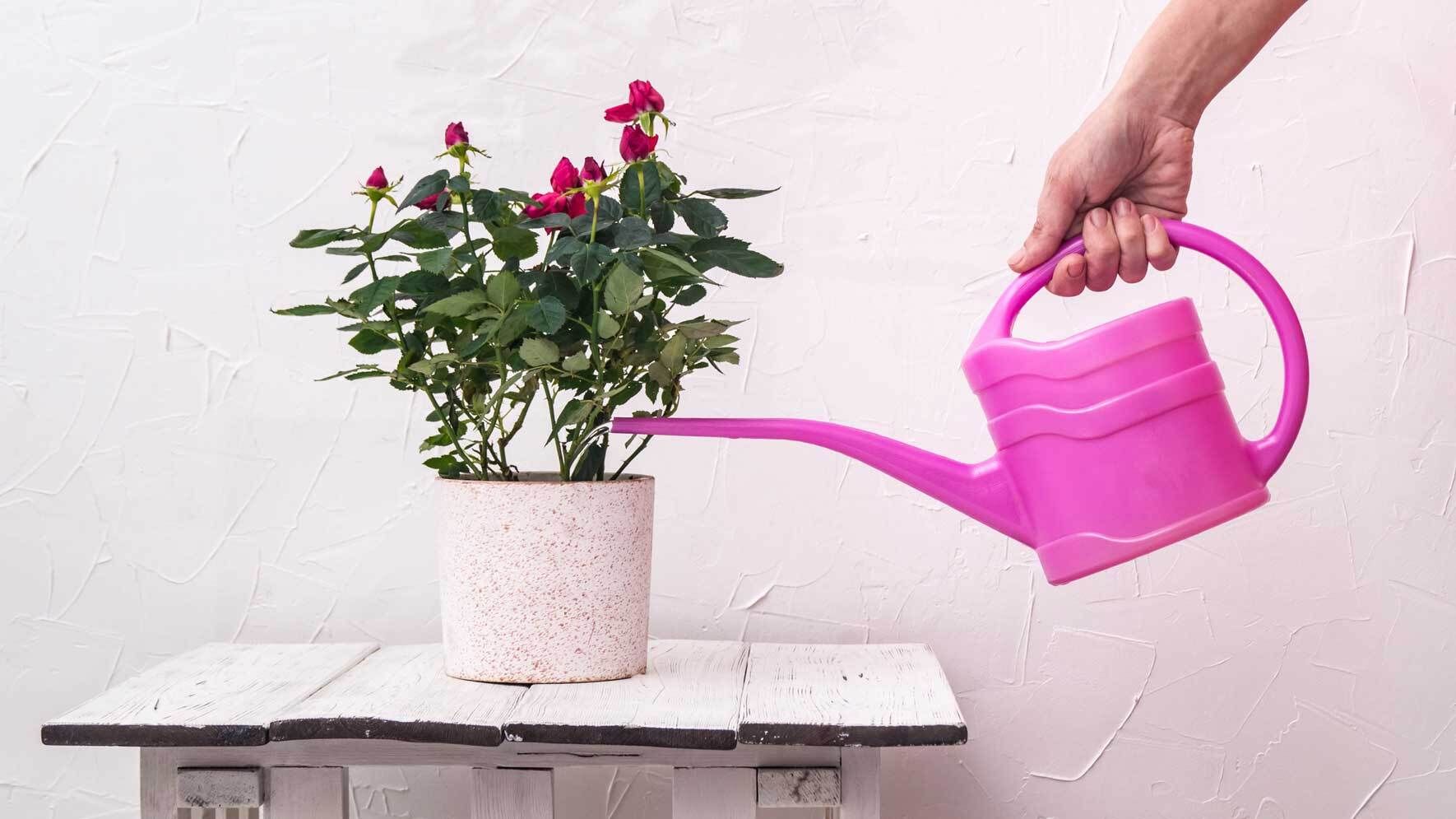 Rosen als Zimmerpflanze: Topfrosen richtig pflegen | VIVANNO