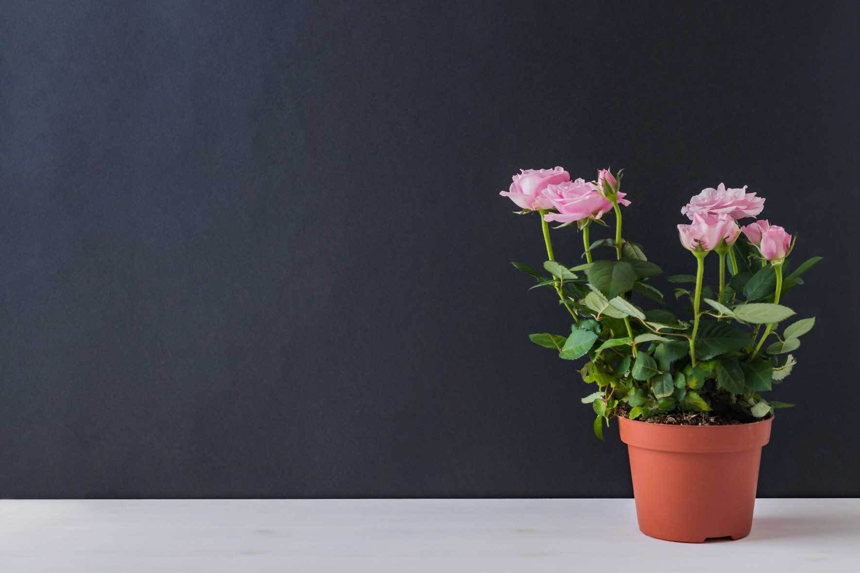 Rosen als Zimmerpflanze: Topfrosen richtig pflegen | VIVANNO