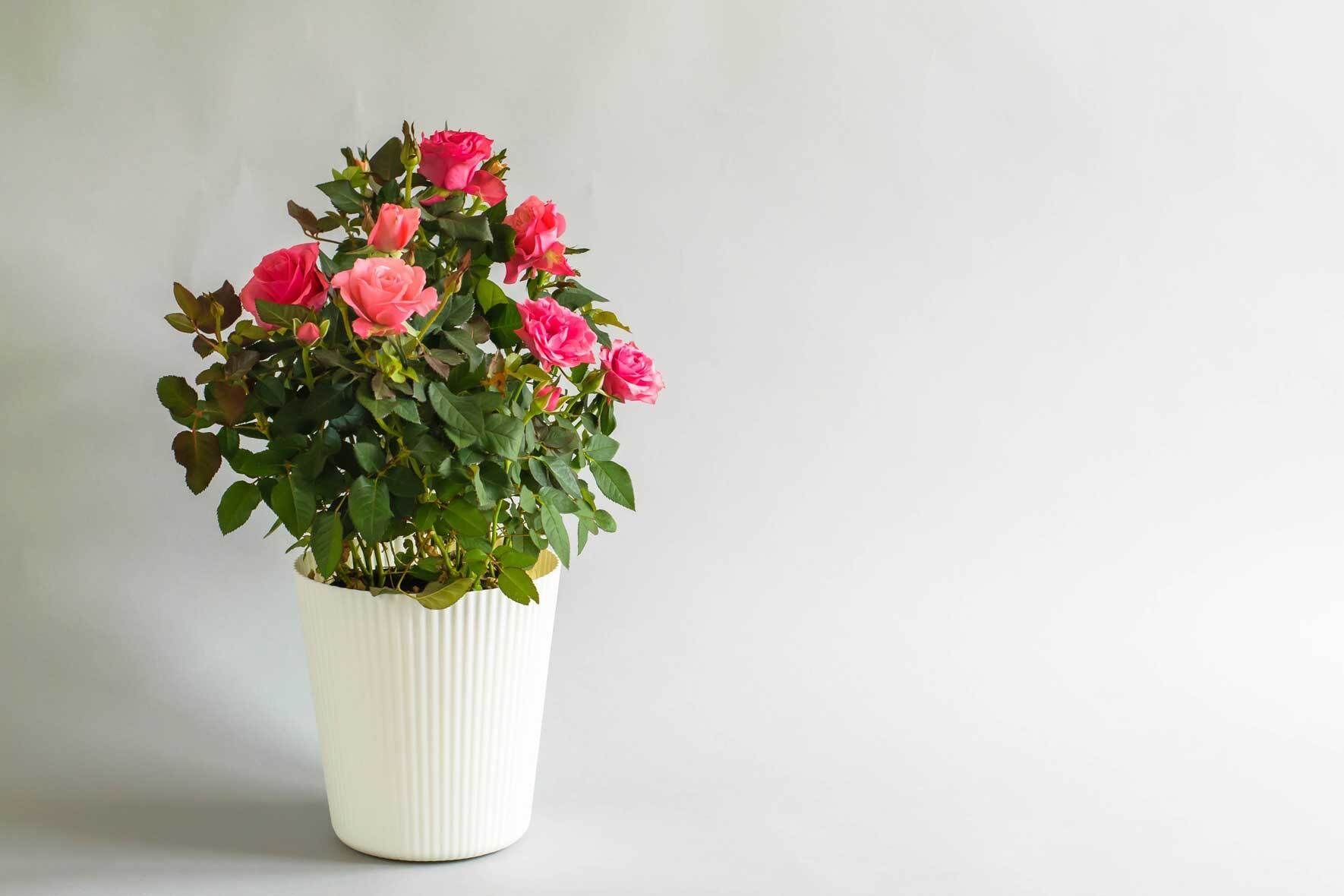 saatgut bio bestellen Bio-Gartengemüse Samen-Set kaufen main image 1