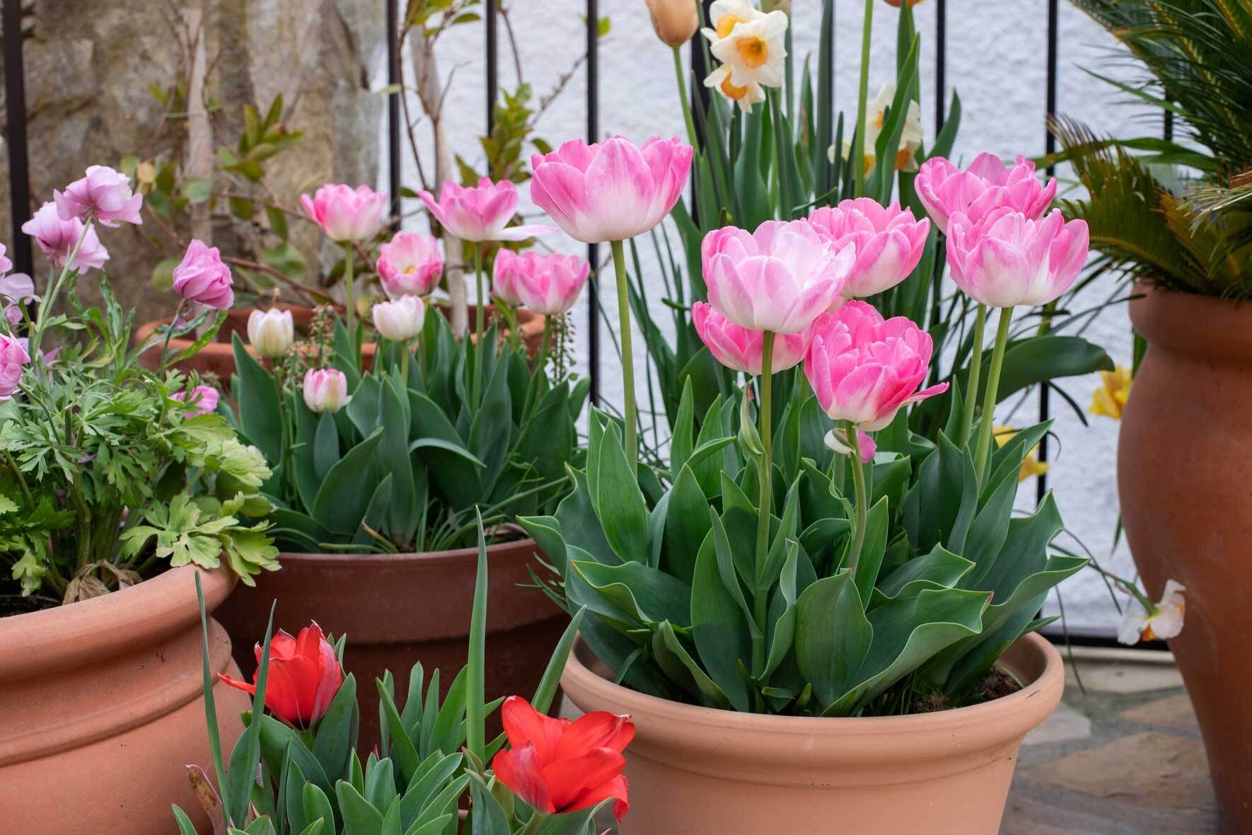 Tulpen im Topf: Herbst ist Pflanzzeit! | VIVANNO