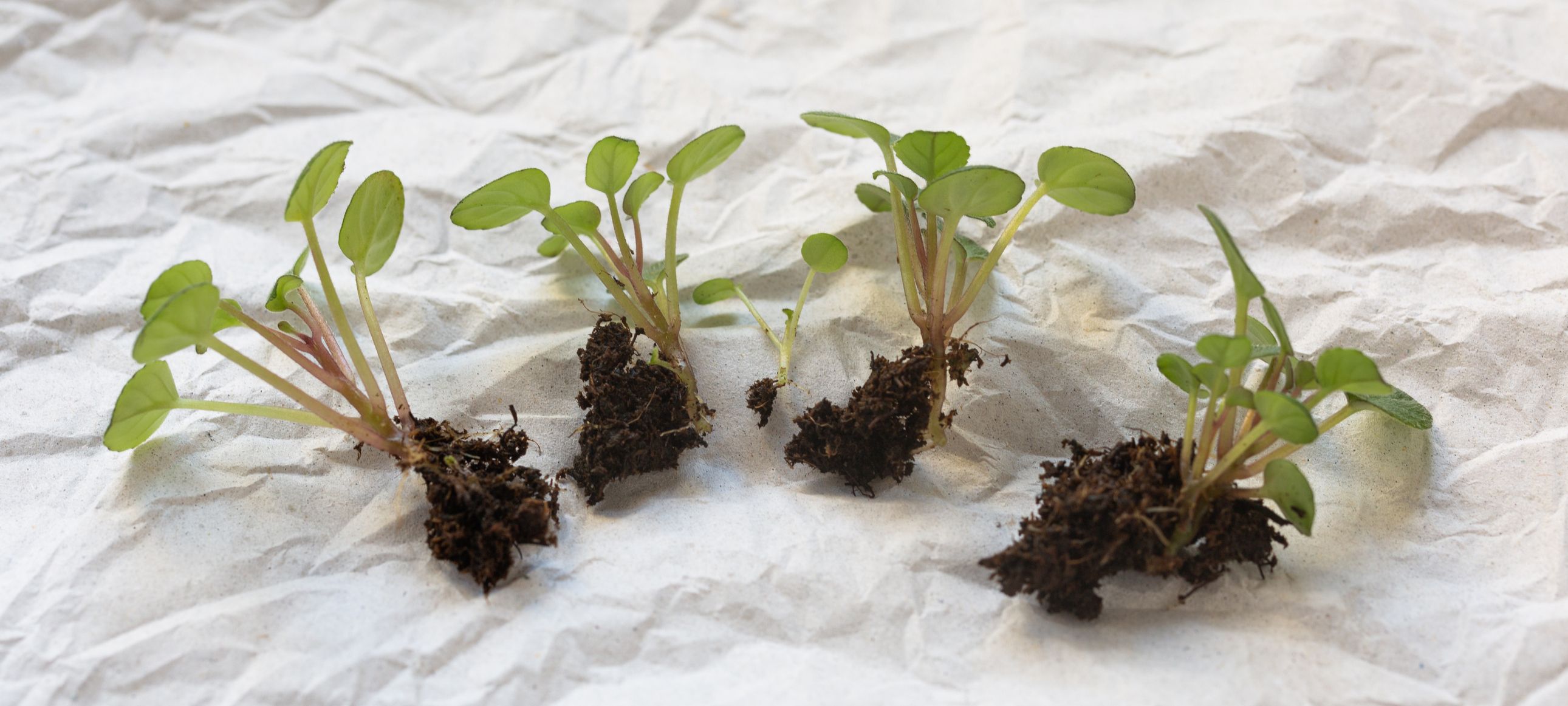 gartenkrone universal dünger bio BIO Universaldünger Flocken - Biodünger für den ganzen Garten
