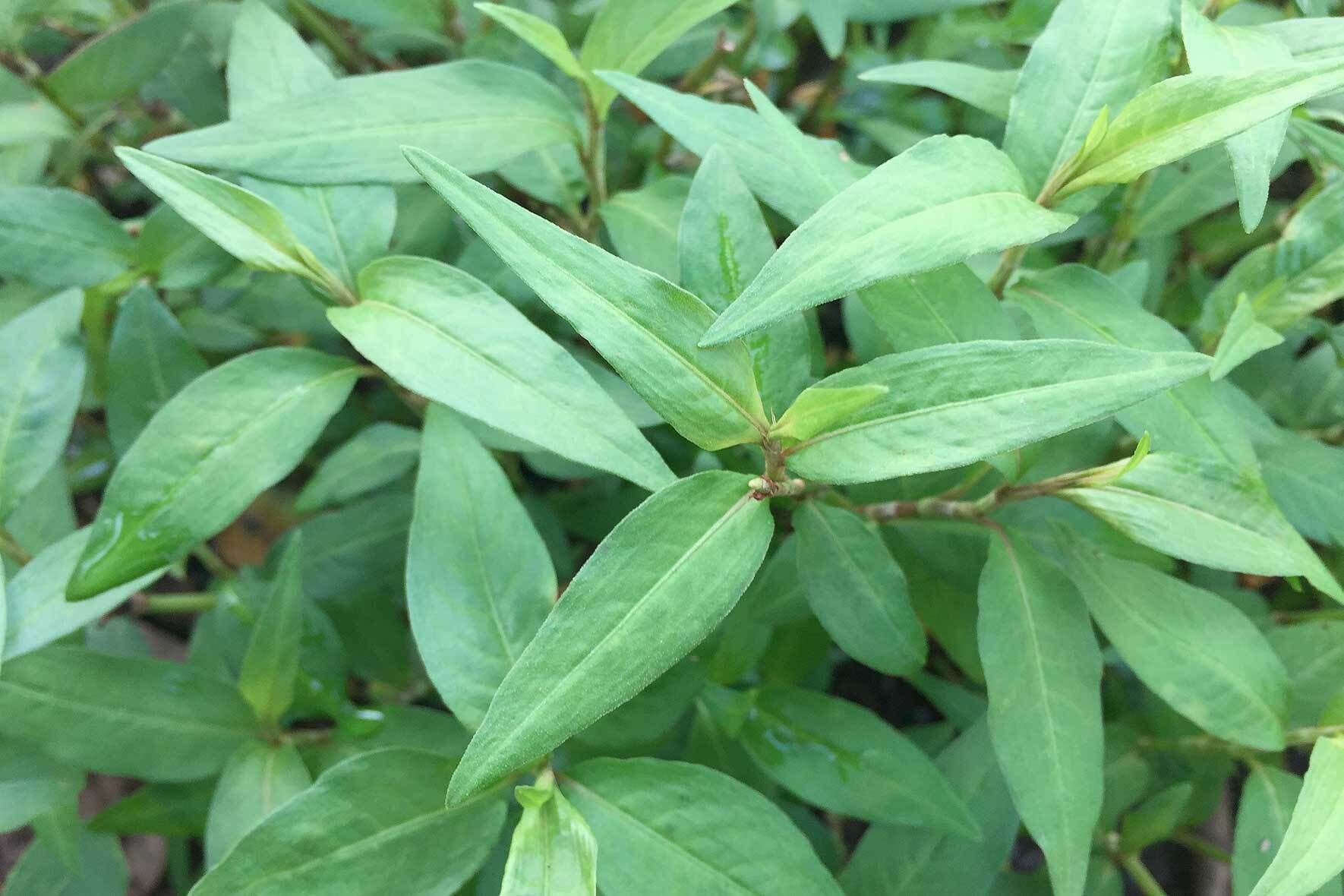 Koriander im Topf säen, pflanzen und pflegen | VIVANNO