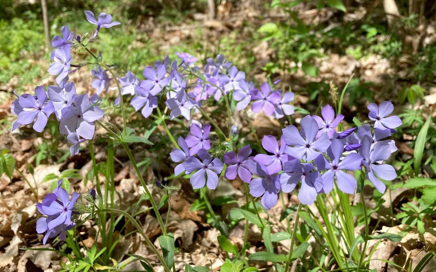 Phlox im Topf und Kbel: Die Flammenblume richtig pflegen | VIVANNO