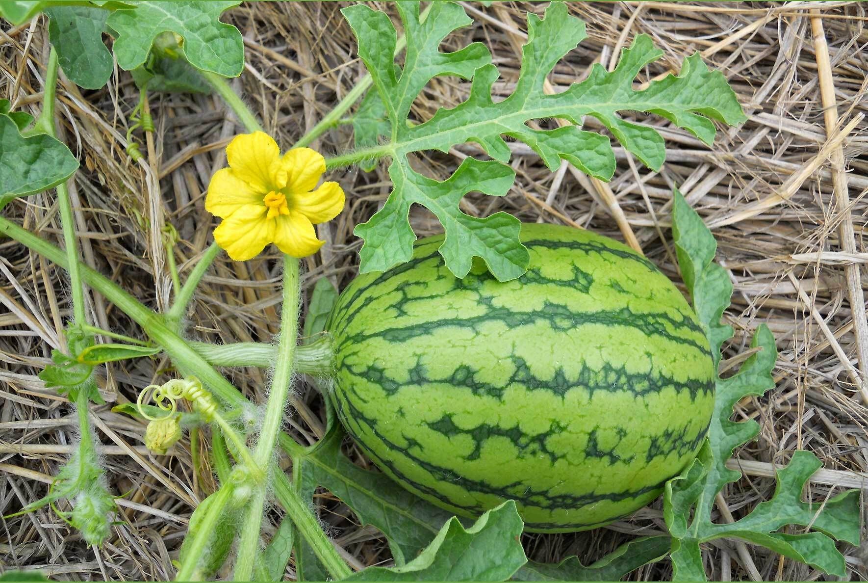 Wassermelone im Topf pflanzen so funktioniert's! VIVANNO
