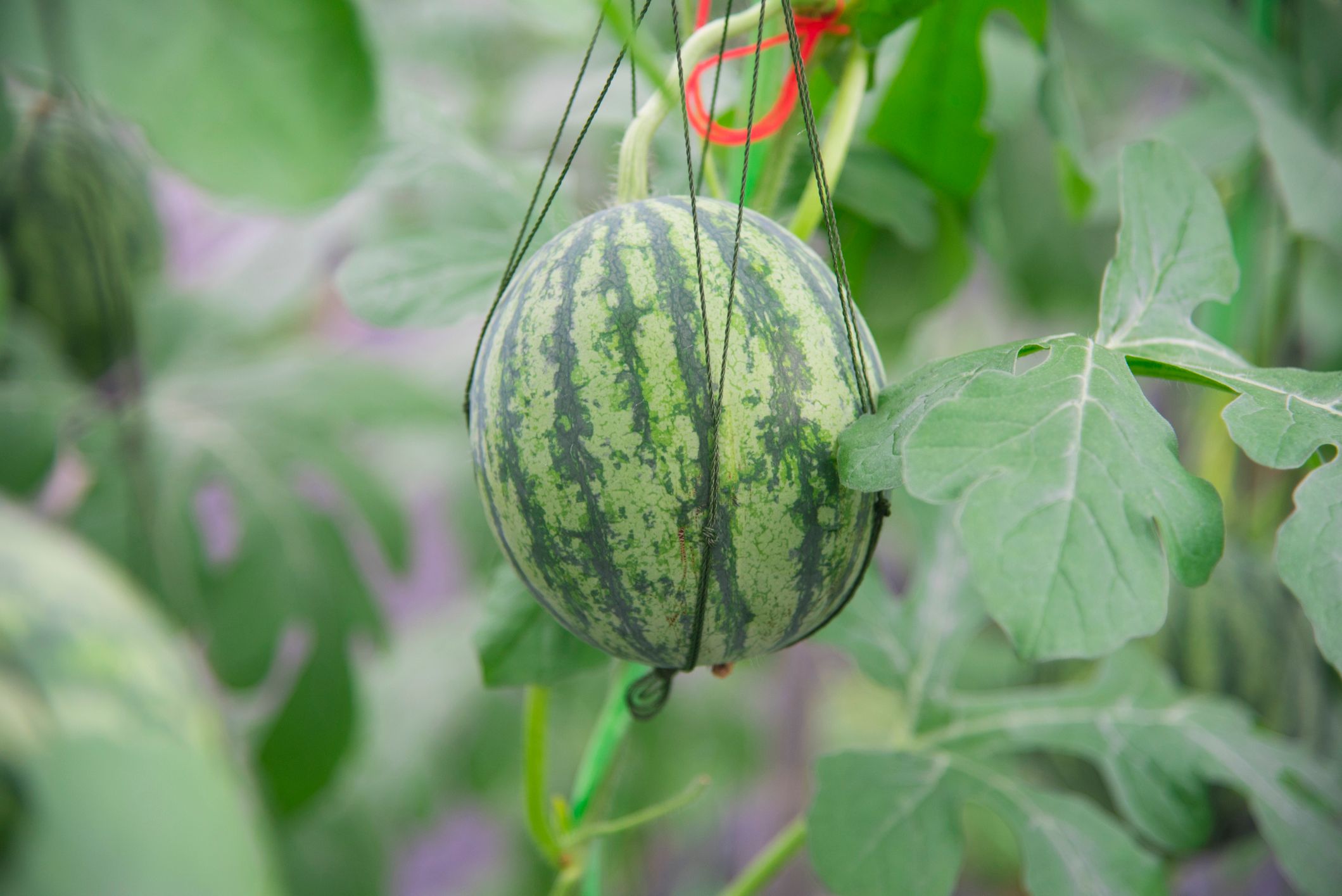Wassermelone im Topf pflanzen so funktioniert's! VIVANNO