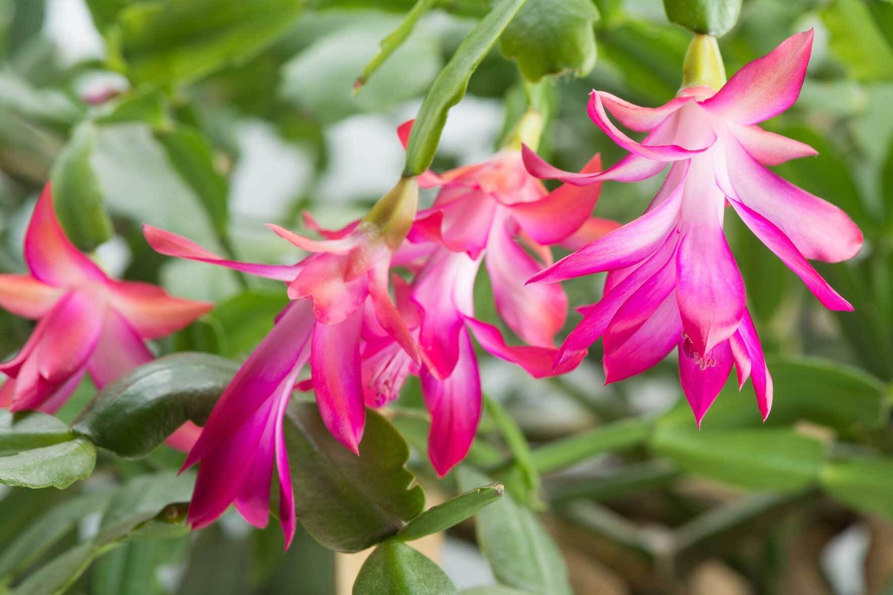 rhododendron dünger compo COMPO BIO Rhododendron- und Hortensien Langzeit-Dünger mit Schafwolle  kaufen