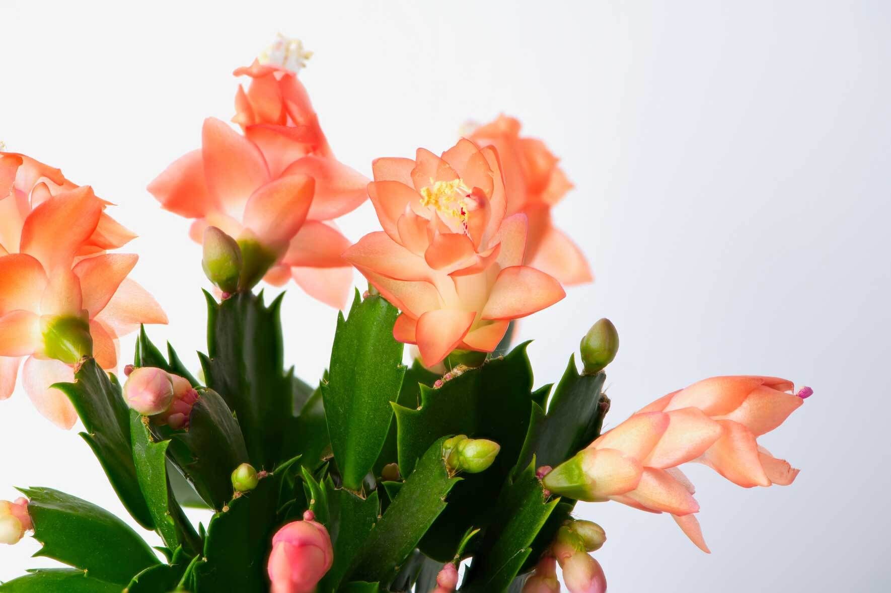 Weihnachtskaktus pflegen: Alles ber Schlumbergera (Winterblher) | VIVANNO