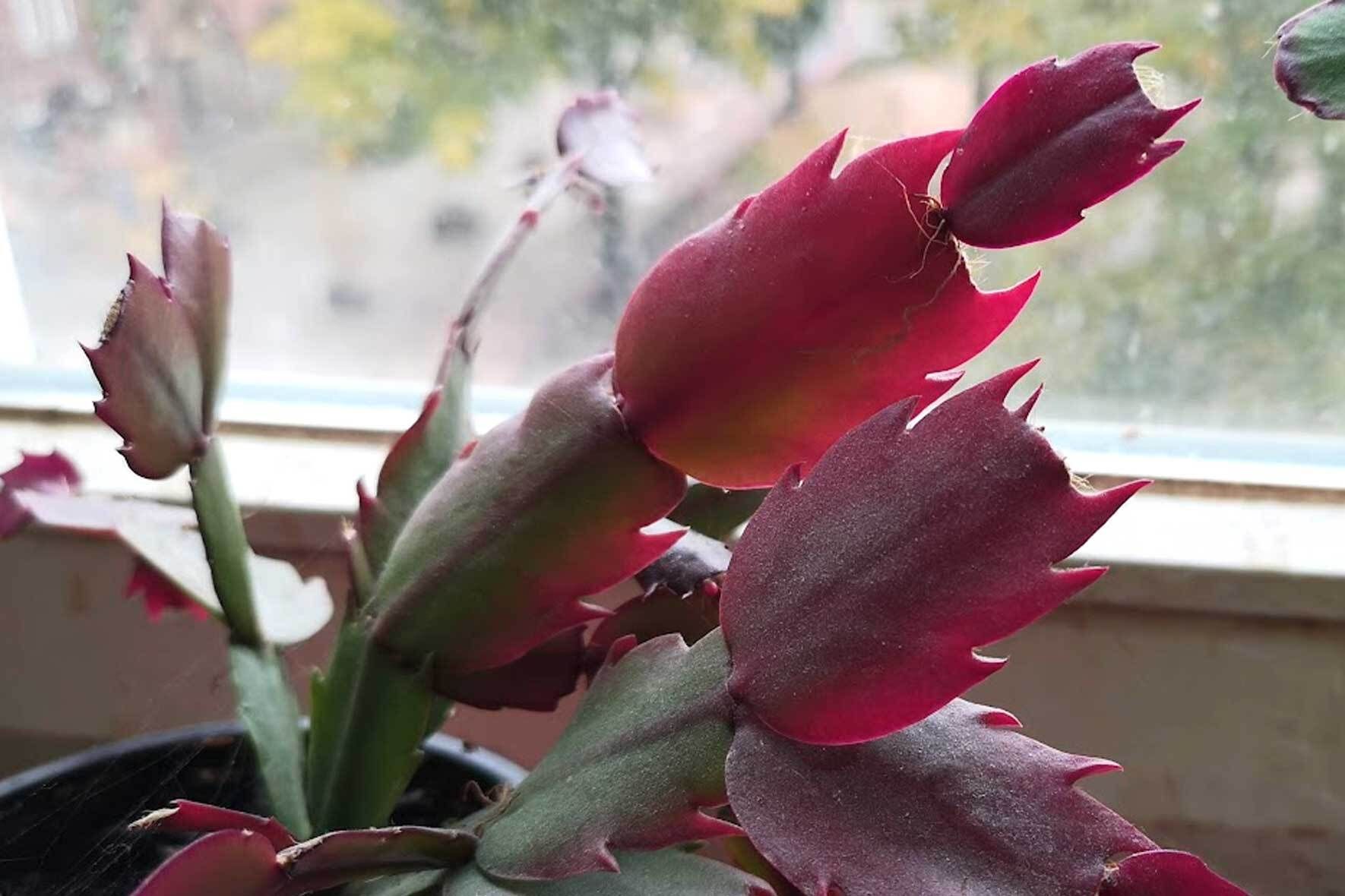 Weihnachtskaktus pflegen: Alles ber Schlumbergera (Winterblher) | VIVANNO