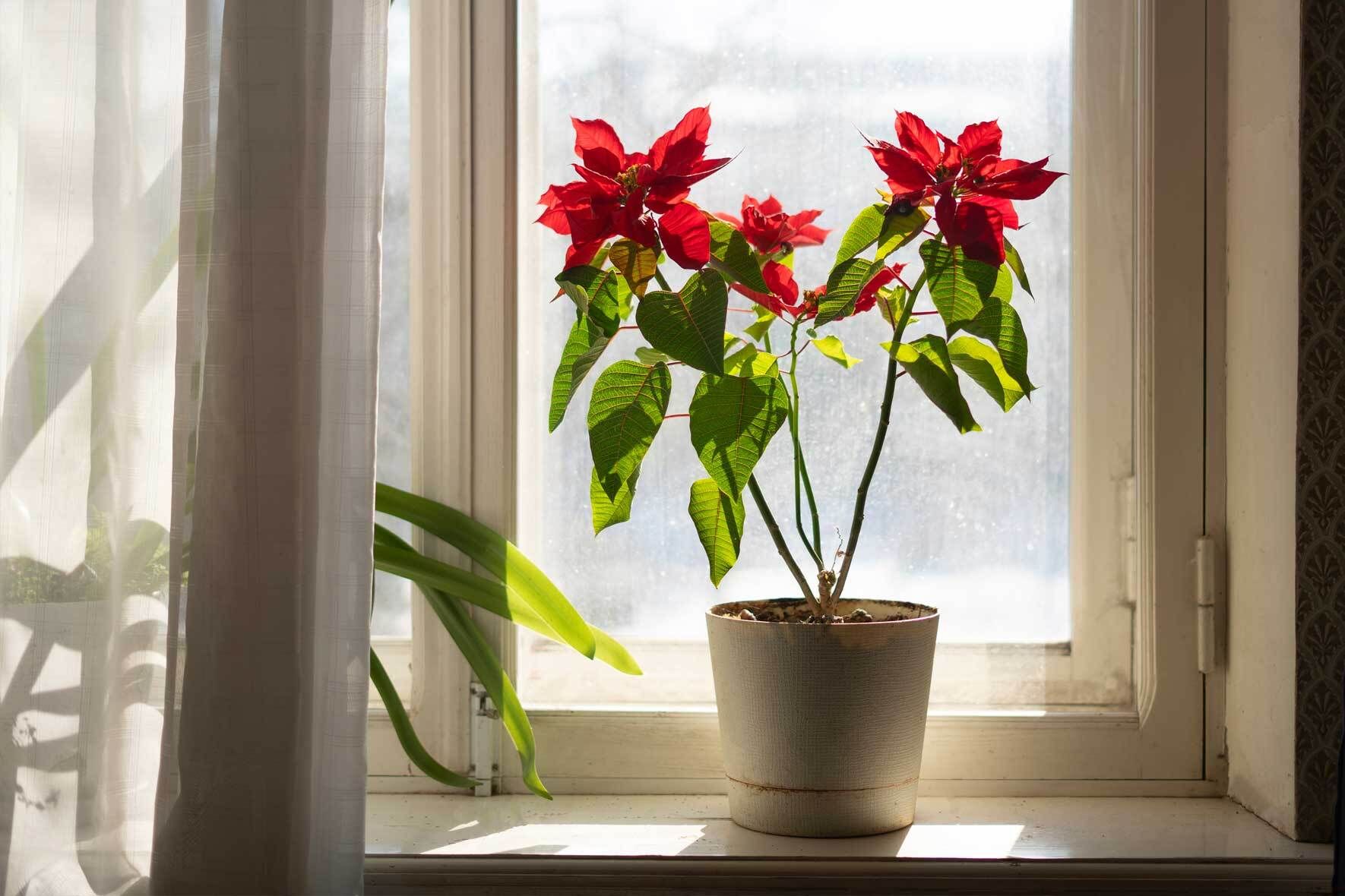 Weihnachtsstern: Pflegetipps und Wissenswertes | VIVANNO