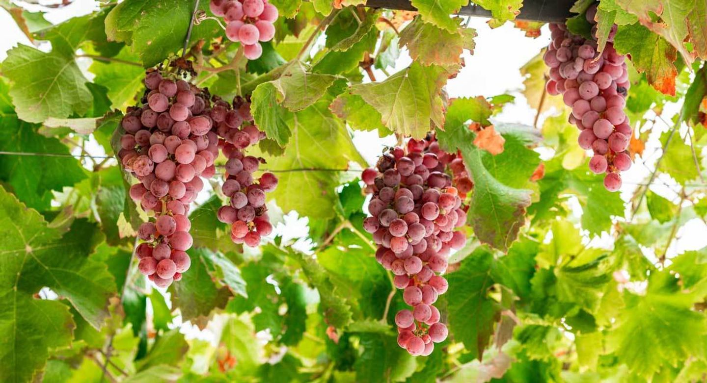 Welche Obstbäume und Sträucher im Frühjahr pflanzen? VIVANNO