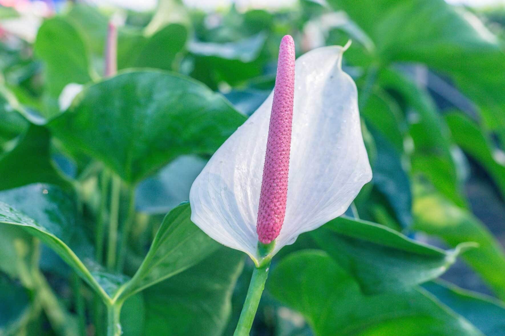 Flamingoblume (Anthurium) richtig pflegen und vermehren | VIVANNO
