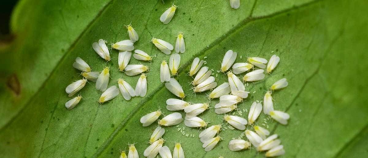 japanische faserbanane zimmerpflanze Musa basjoo