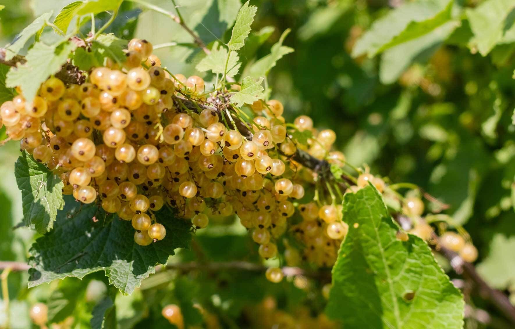 Johannisbeeren im Topf und Kübel erfolgreich anbauen VIVANNO
