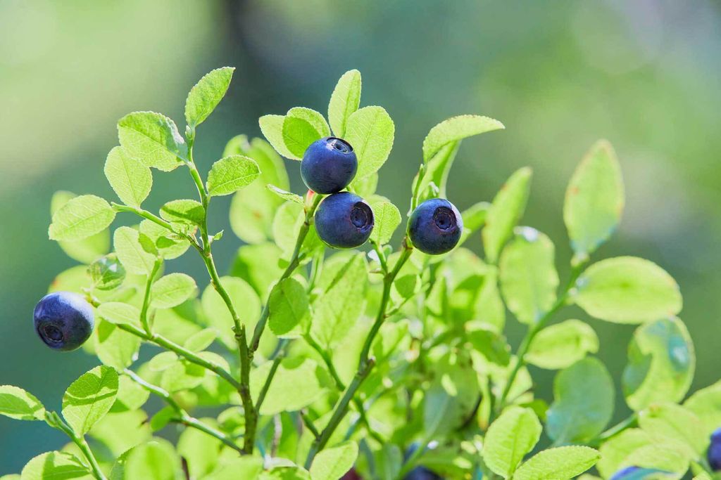 Heidelbeeren im Topf pflanzen und pflegen VIVANNO