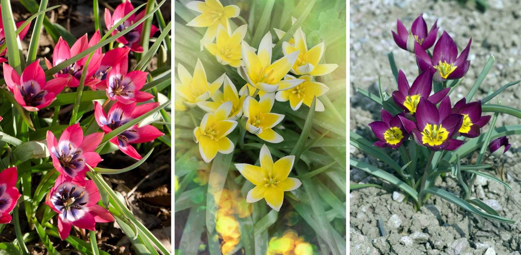 Tulpen im Topf Herbst ist Pflanzzeit! VIVANNO