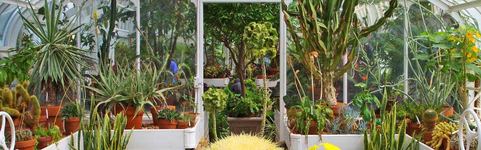 Pflanzen fr den Wintergarten | VIVANNO