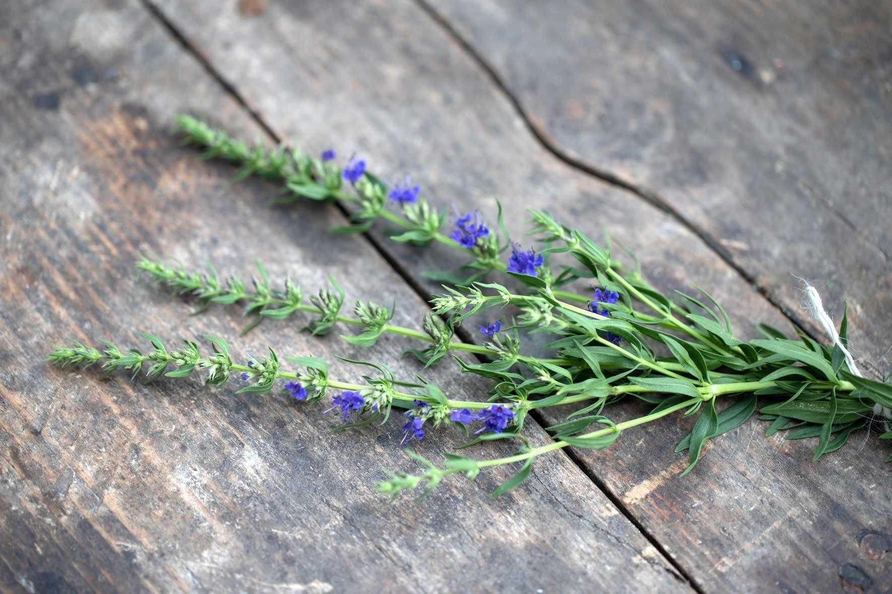 Mediterrane Kruter im Topf: Oregano, Rosmarin & Co. | VIVANNO