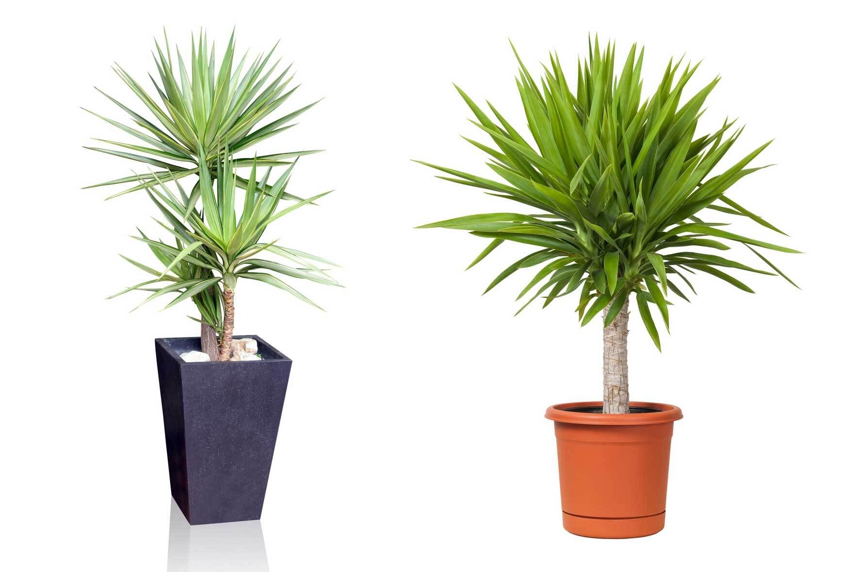 Die Yucca-Palme: Standort und Pflege | VIVANNO