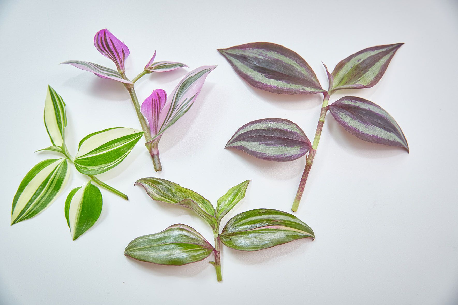 Zebrakraut (Tradescantia zebrina): pflanzen, pflegen und erfolgreich  vermehren | VIVANNO