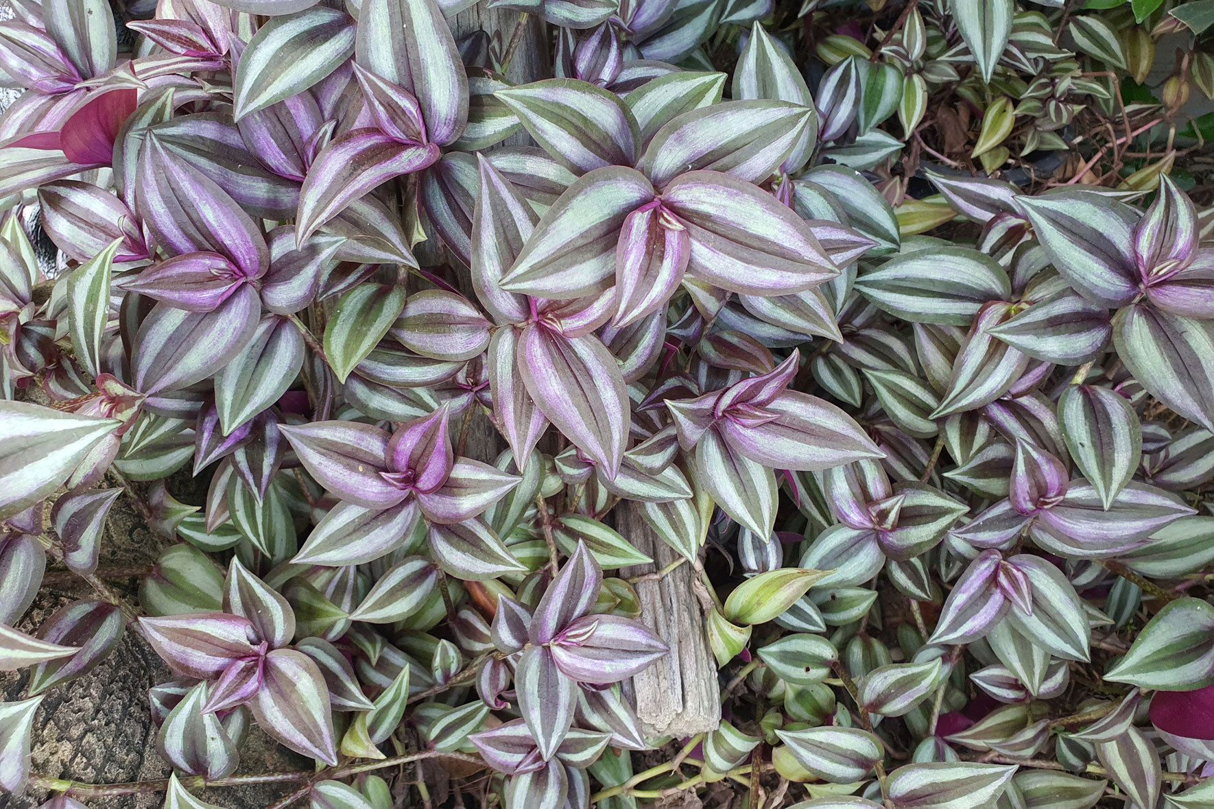 Zebrakraut (Tradescantia zebrina): pflanzen, pflegen und erfolgreich  vermehren | VIVANNO