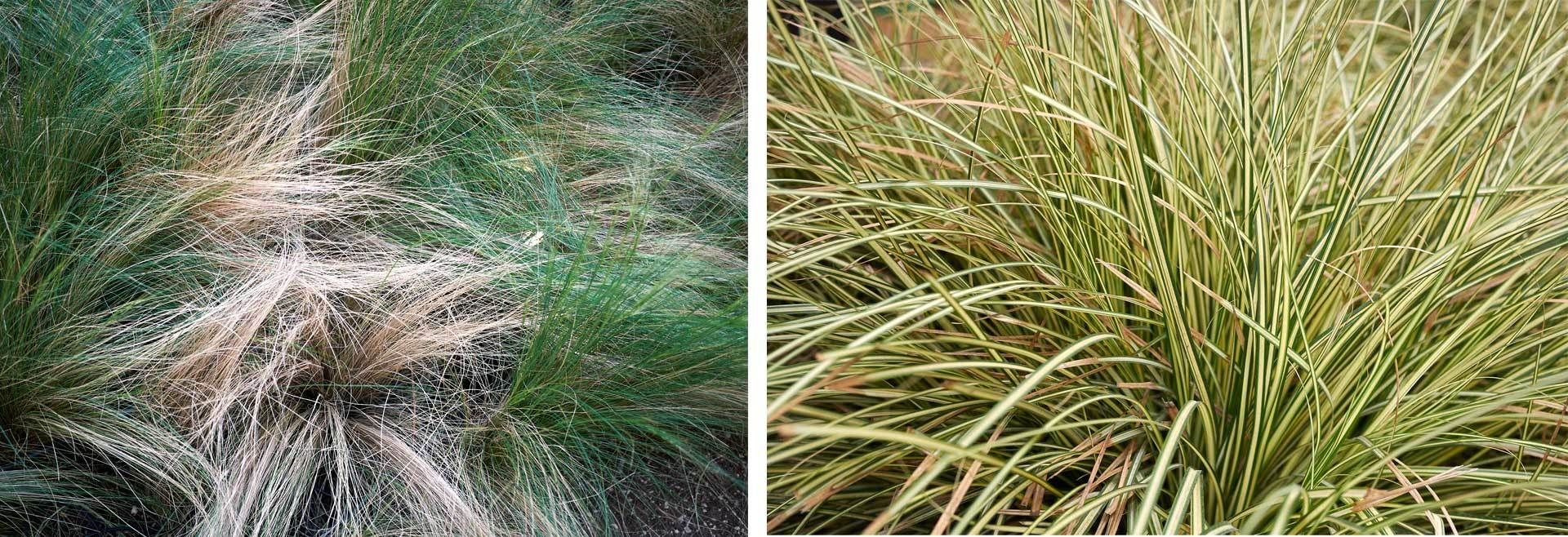 greenscaping dünger Dosierer für die Greenscaping Dünger