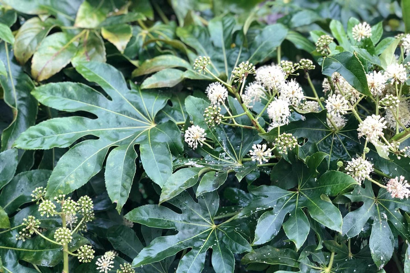 Pflegeleichte Zimmeraralie Fatsia Japonica pflegen & vermehren VIVANNO