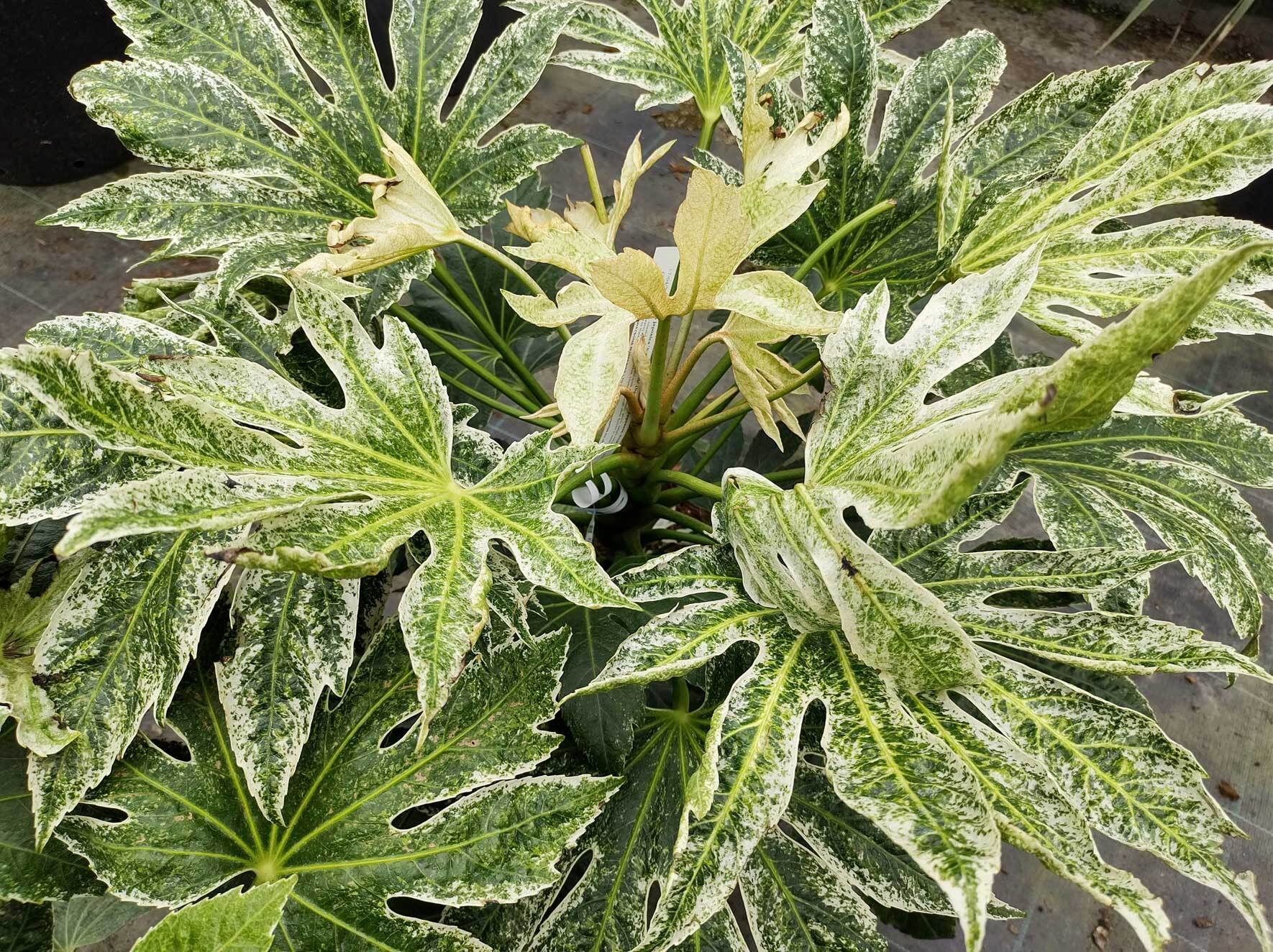 Pflegeleichte Zimmeraralie: Fatsia Japonica pflegen & vermehren | VIVANNO