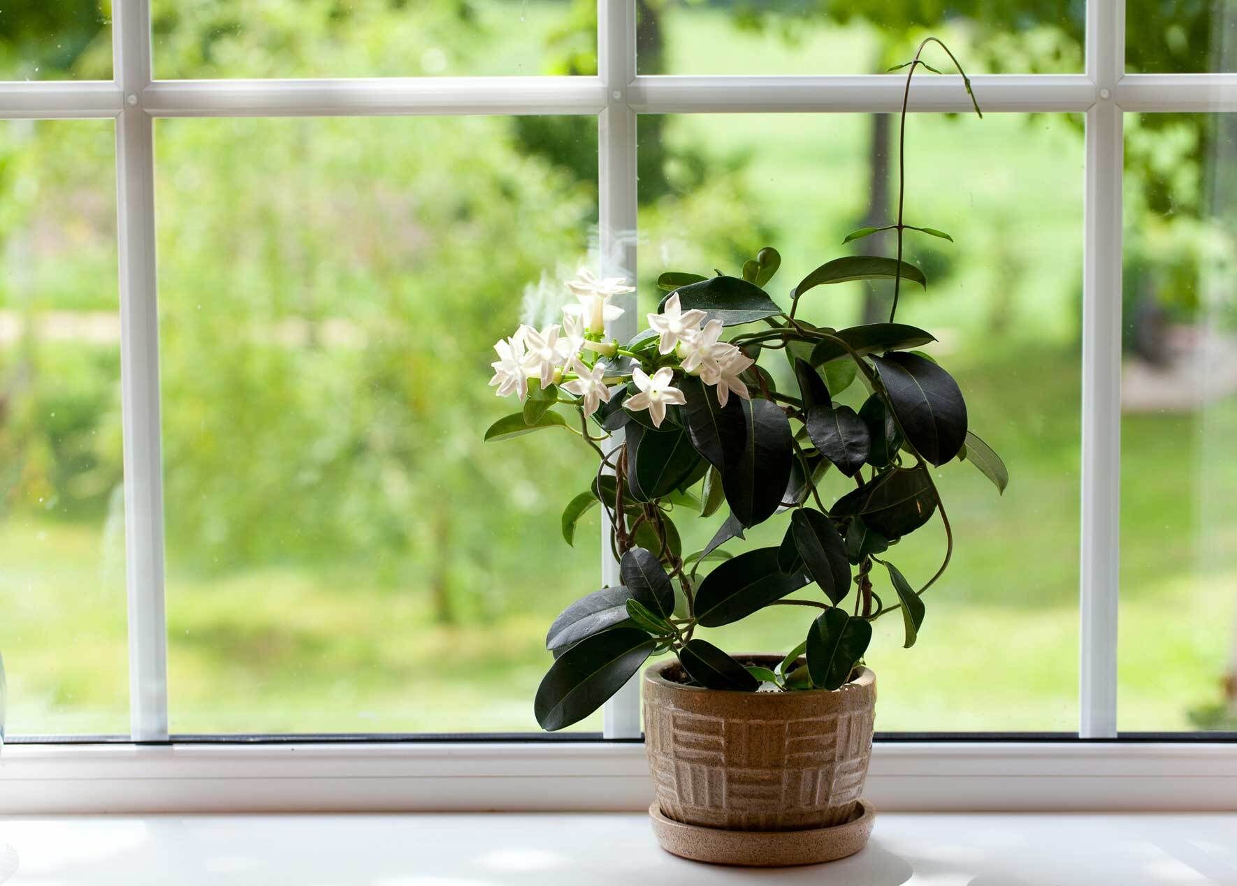 Zimmerjasmin (Jasminum polyanthum): Standort, Pflege und Vermehrung |  VIVANNO
