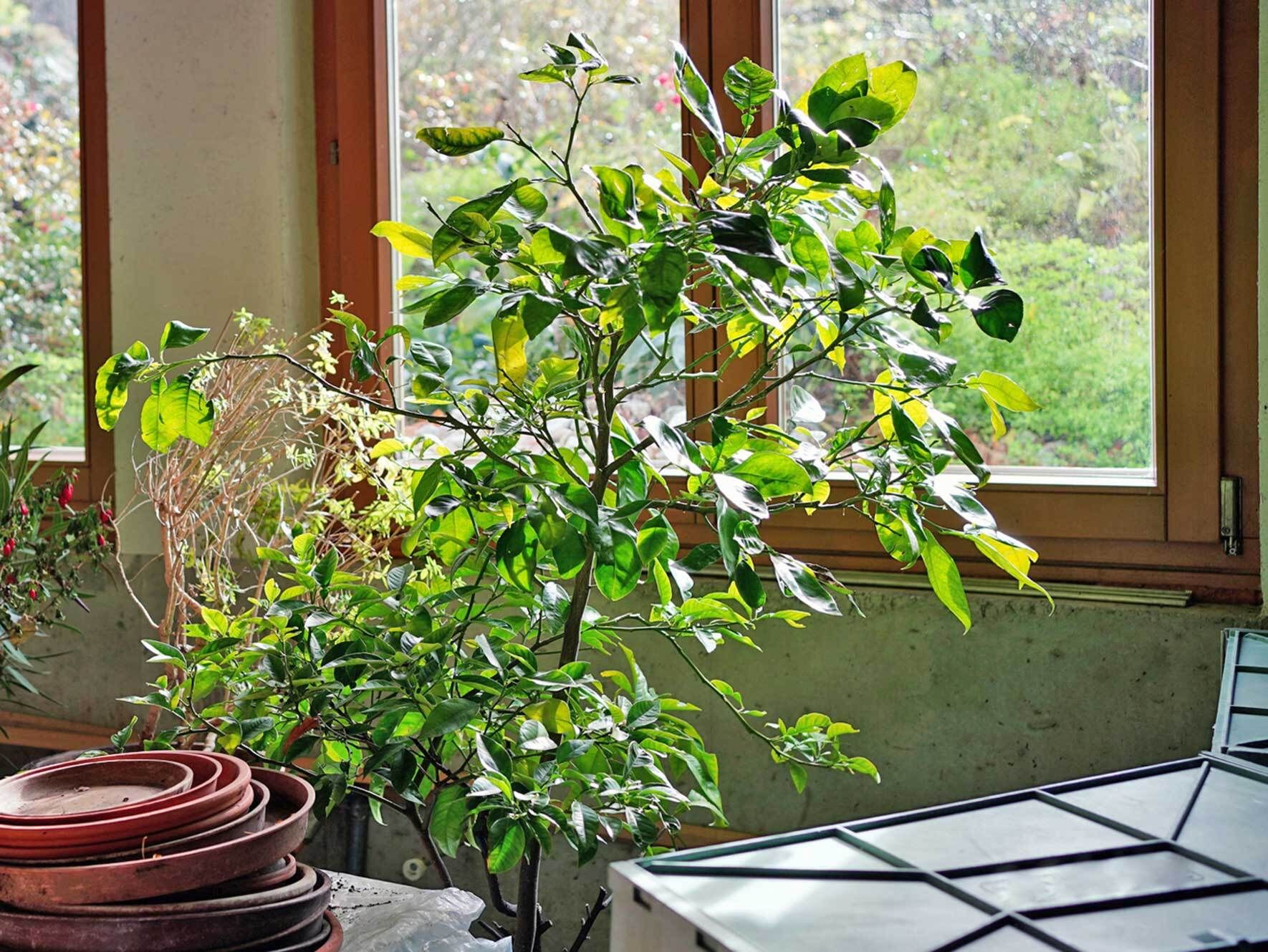 geißblatt dünger Feuer-Geißblatt (Lonicera x heckrottii) main image 0