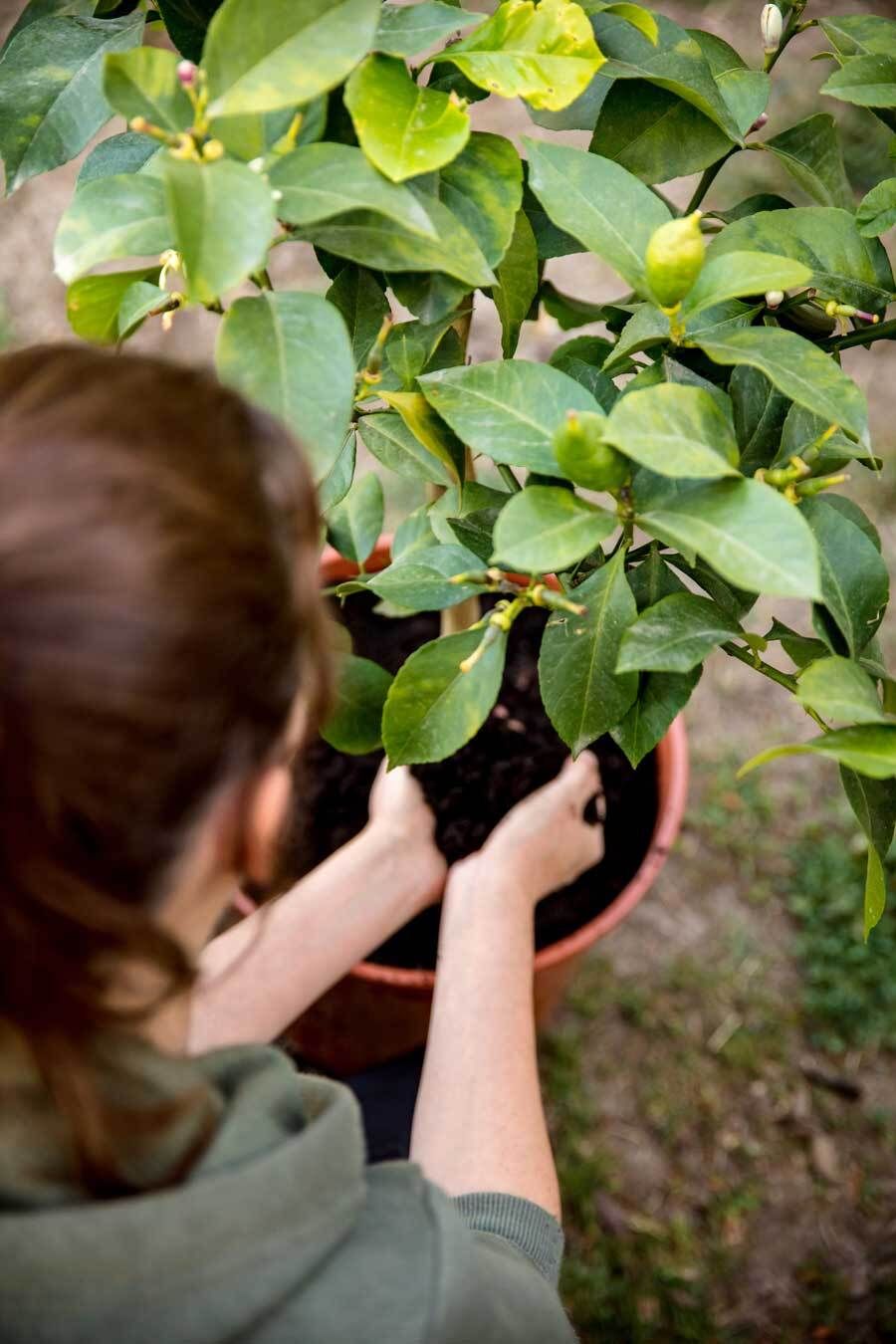Zitronenbaum im Kbel: pflegen, pflanzen, berwintern | VIVANNO