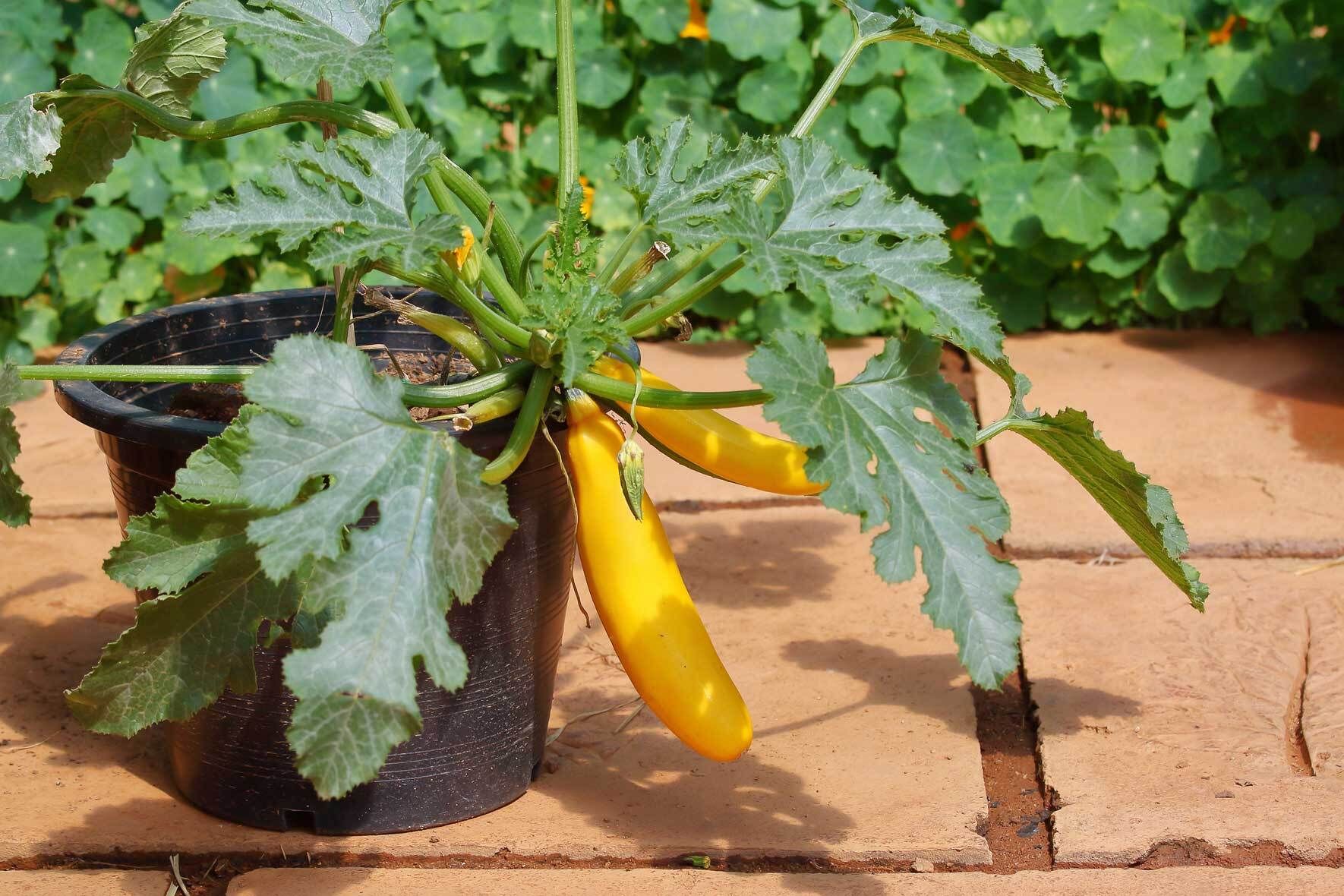 Zucchini im Kübel pflanzen, pflegen, ernten | VIVANNO