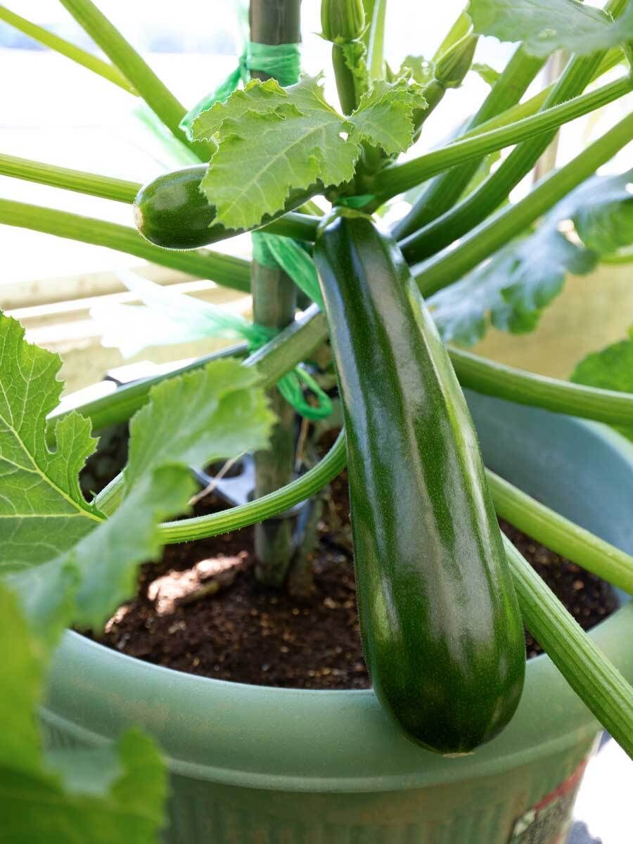 Zucchini im Kbel pflanzen, pflegen, ernten | VIVANNO