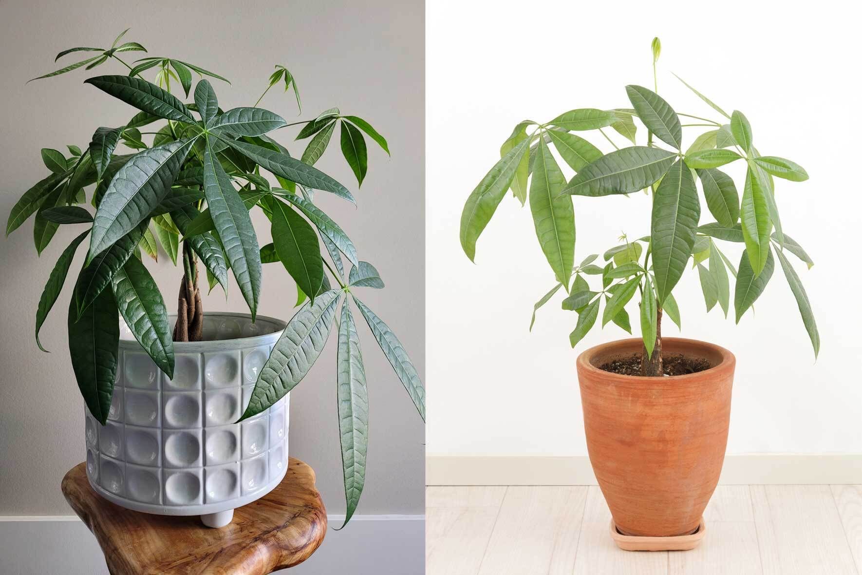 glückskastanie baum Große Glückskastanie – Green Me Up