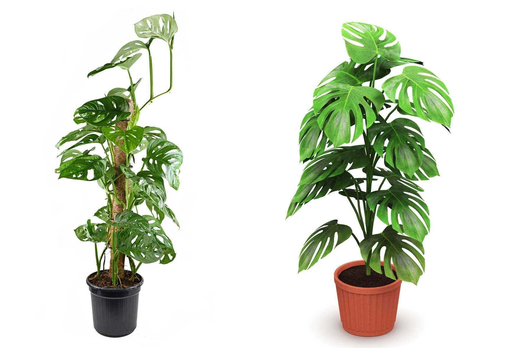 chenille plant Acalypha pendula (Strawberry Firetails AKA Chenille) main image 0