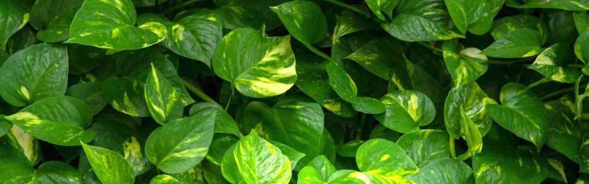 Pflanzen Fur Dunkle Raume Vivanno