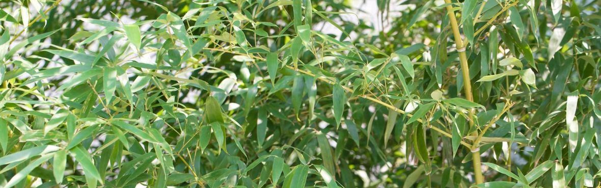 Bambus Als Kubelpflanze Und Sichtschutz Auswahl Pflege Und Passende Pflanzkubel Vivanno