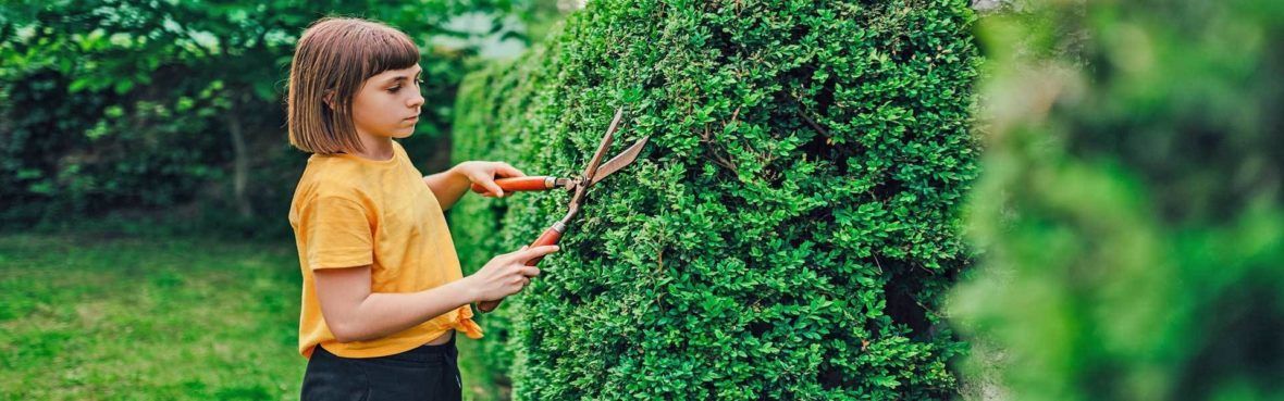 Hecke Schneiden Wie Wann Wie Oft Vivanno