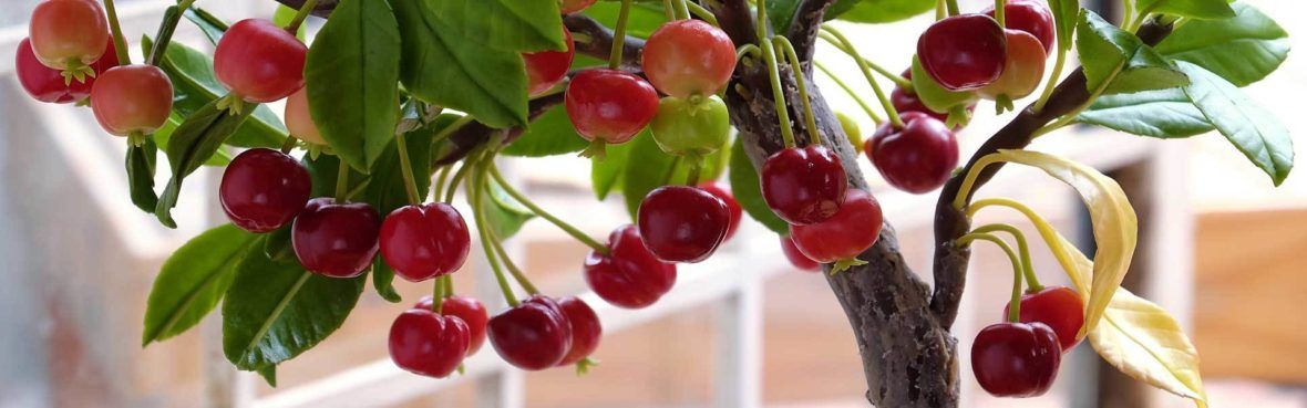 Kleine Obstbaume Fur Balkon Und Terrasse Vivanno