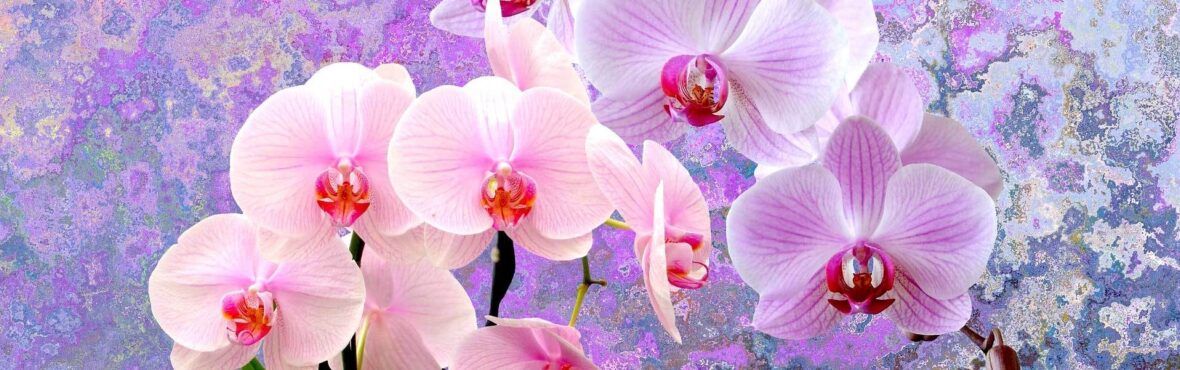 Pflanzen Furs Bad Tipps Fur Helle Und Dunkle Badezimmer Vivanno