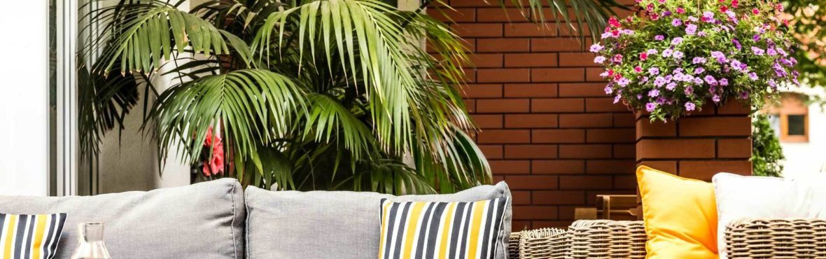 Palmen Als Kubelpflanzen Fur Terrasse Und Balkon Vivanno