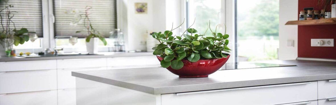 Pflanzen Fur Die Kuche Und Krauter Fur Die Fensterbank Vivanno