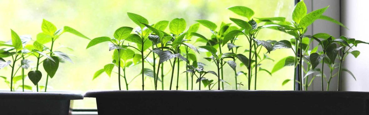 gemuse aus samen vorziehen vivanno