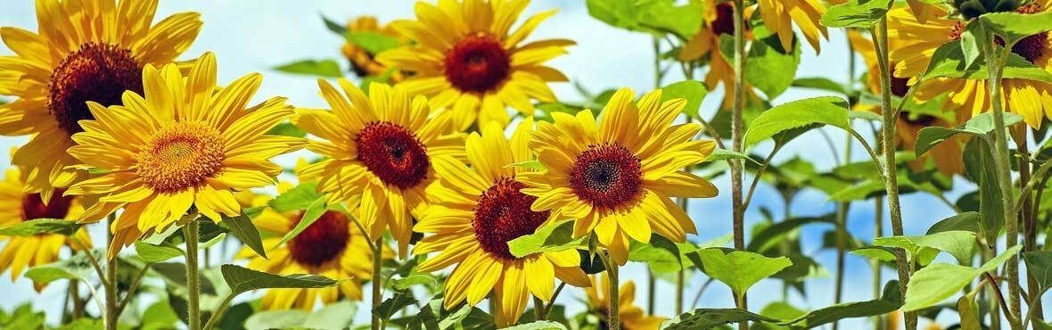 Gartenarbeit Im Juli Vivanno
