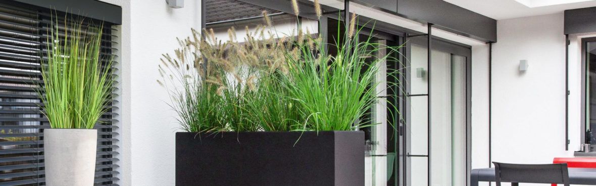 Ziergraser Im Kubel Hingucker Auf Balkon Und Terrasse Vivanno