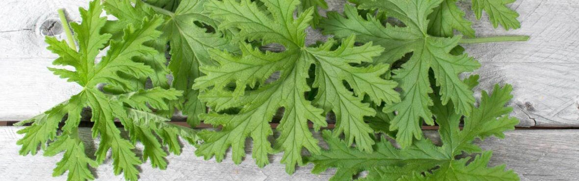 Duftende Pflanzen Gegen Mucken Vivanno