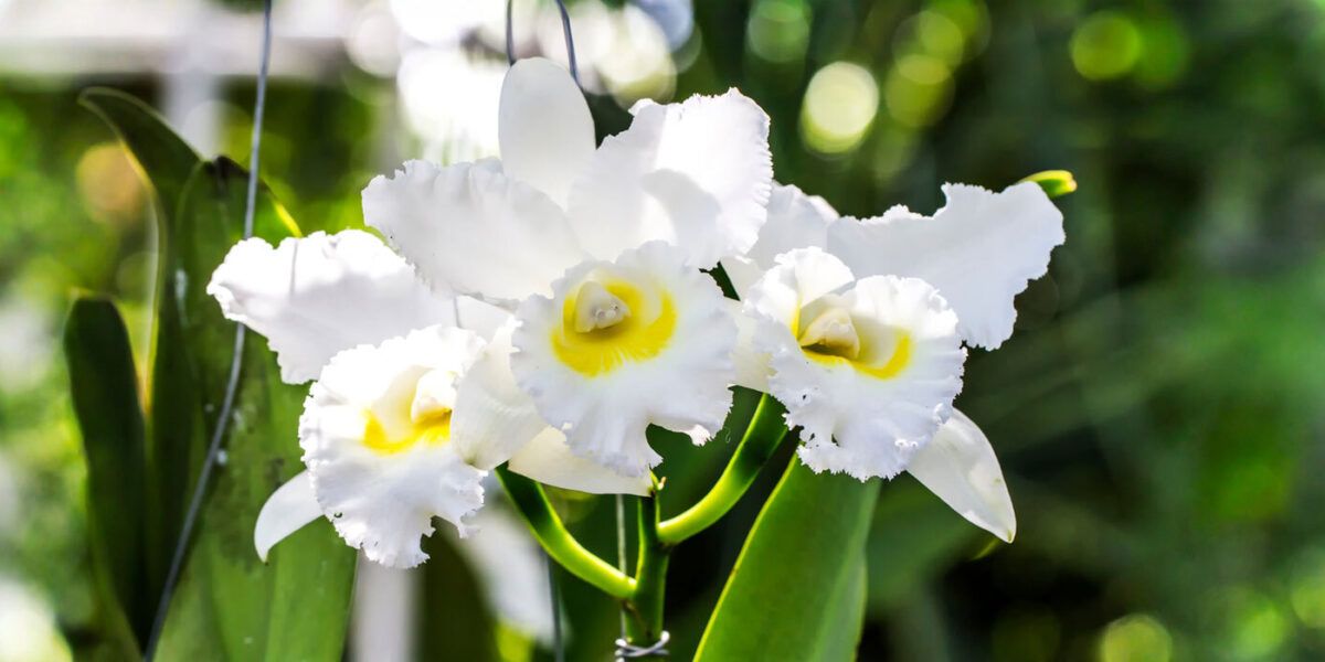 Cattleya-Orchideen: Der richtige Standort, Pflege-Tipps und empfehlenswerte  Sorten | VIVANNO
